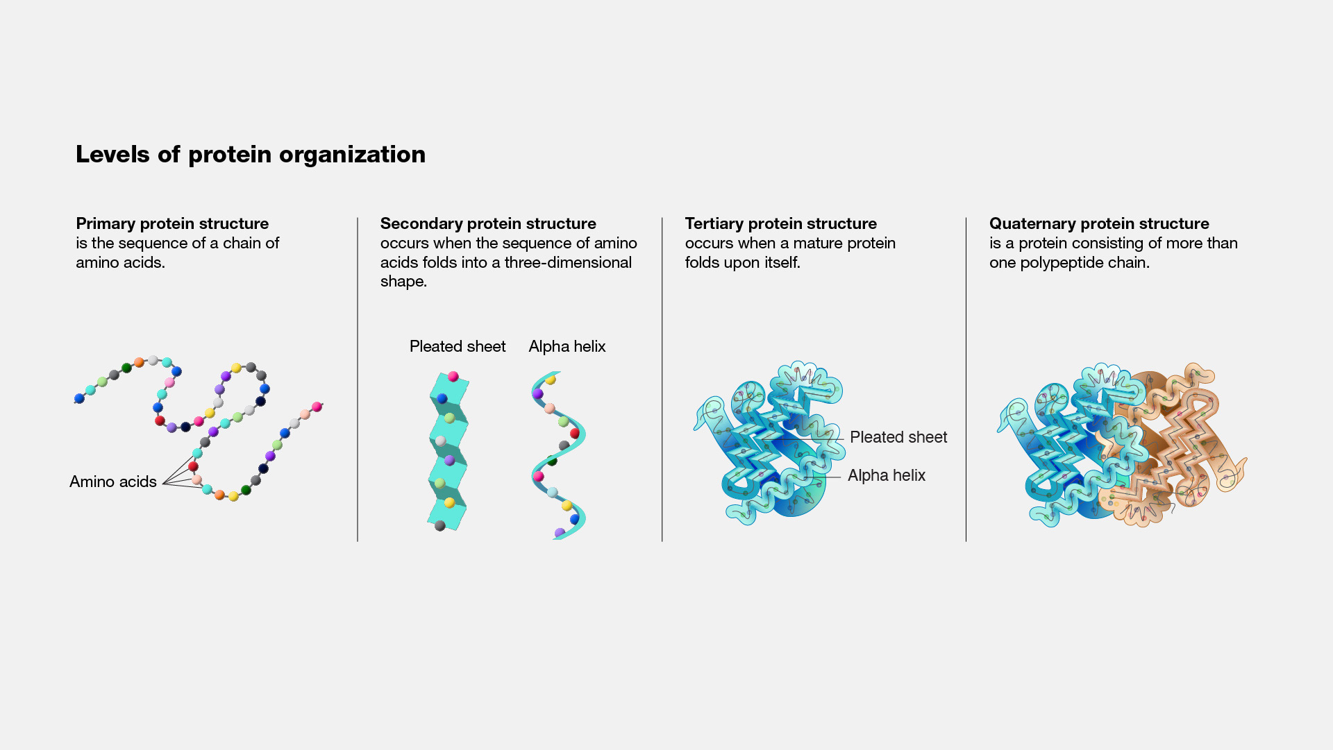 Protein illustration